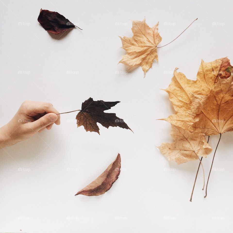 person holding dry leaf against white background