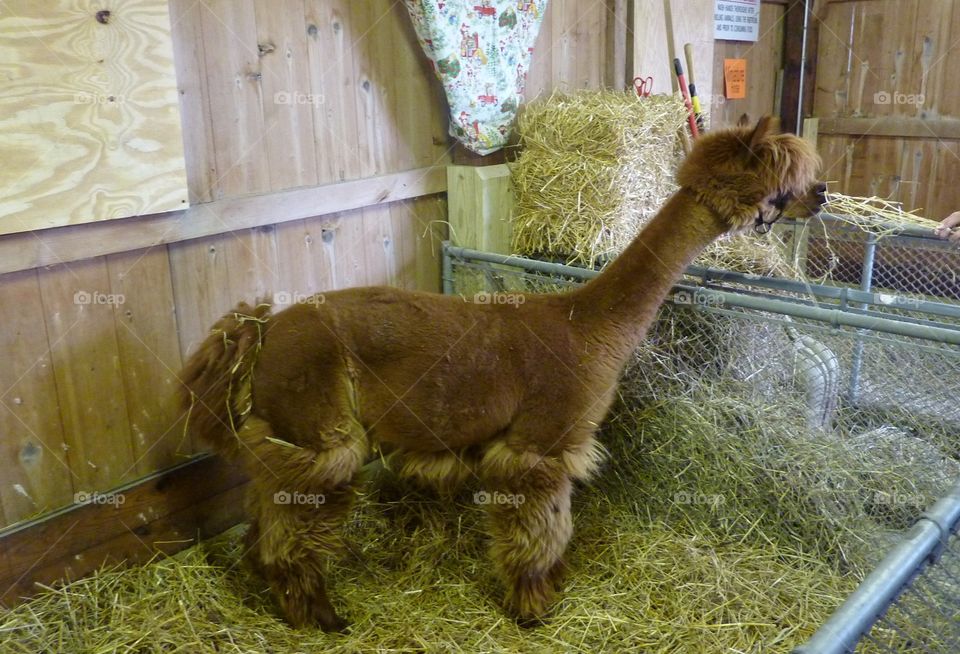 Clipper Fail on a Llama