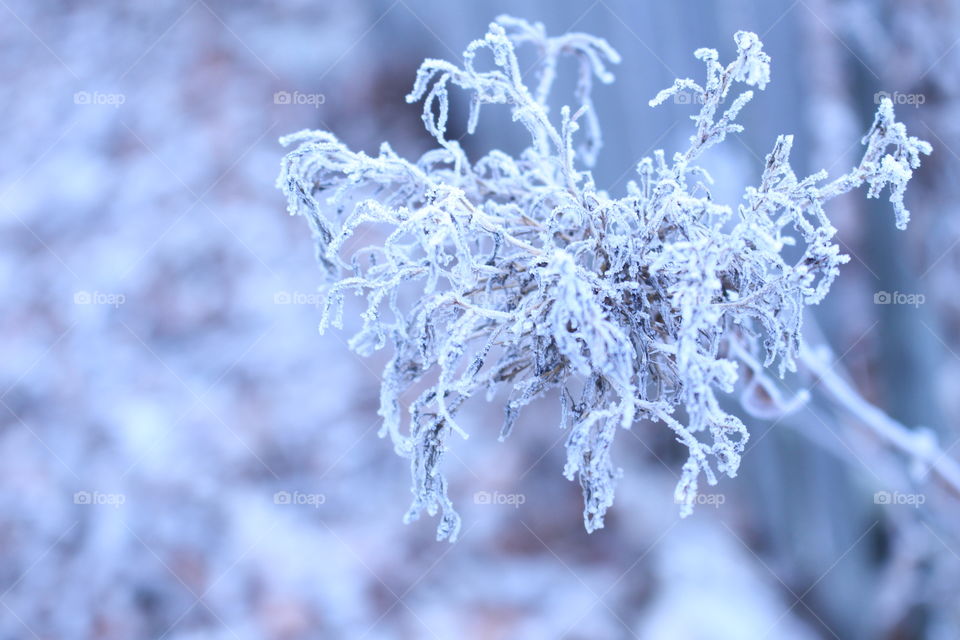 Snow branch