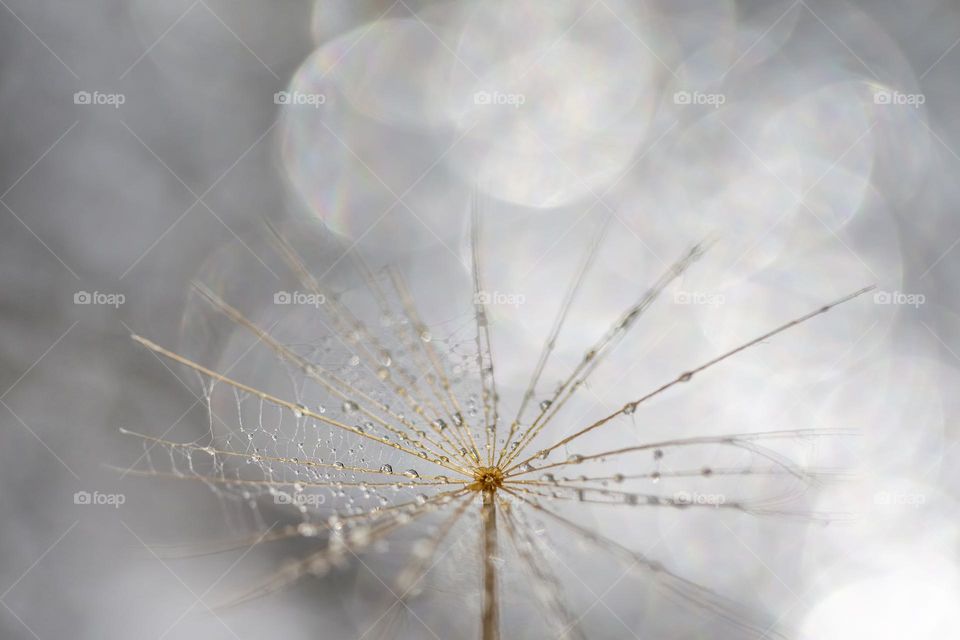 Macro shot of dandelion puff