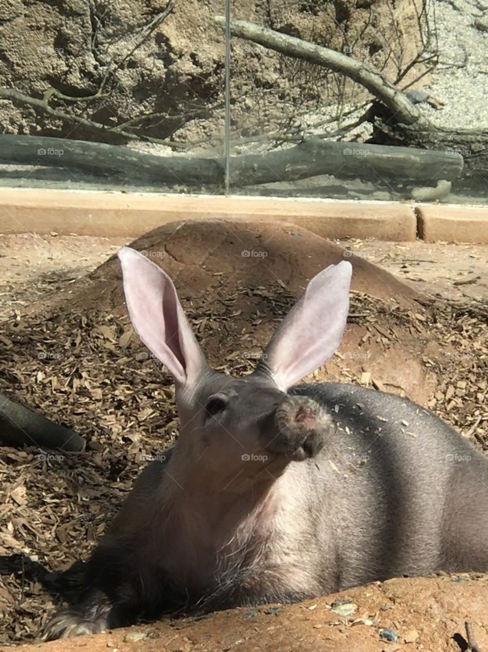PUCKER UP BABY!  The rat-rabbit-kangaroo is feeling frisky and wants a kiss!! 💋👁