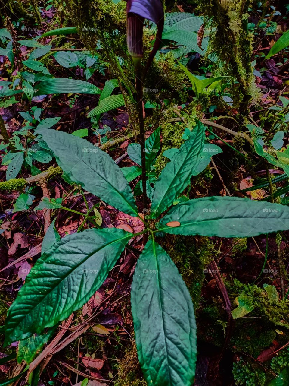 Cobra lily (Arisaema sp) growing in tropical forest of North sumatra, Indonesia
