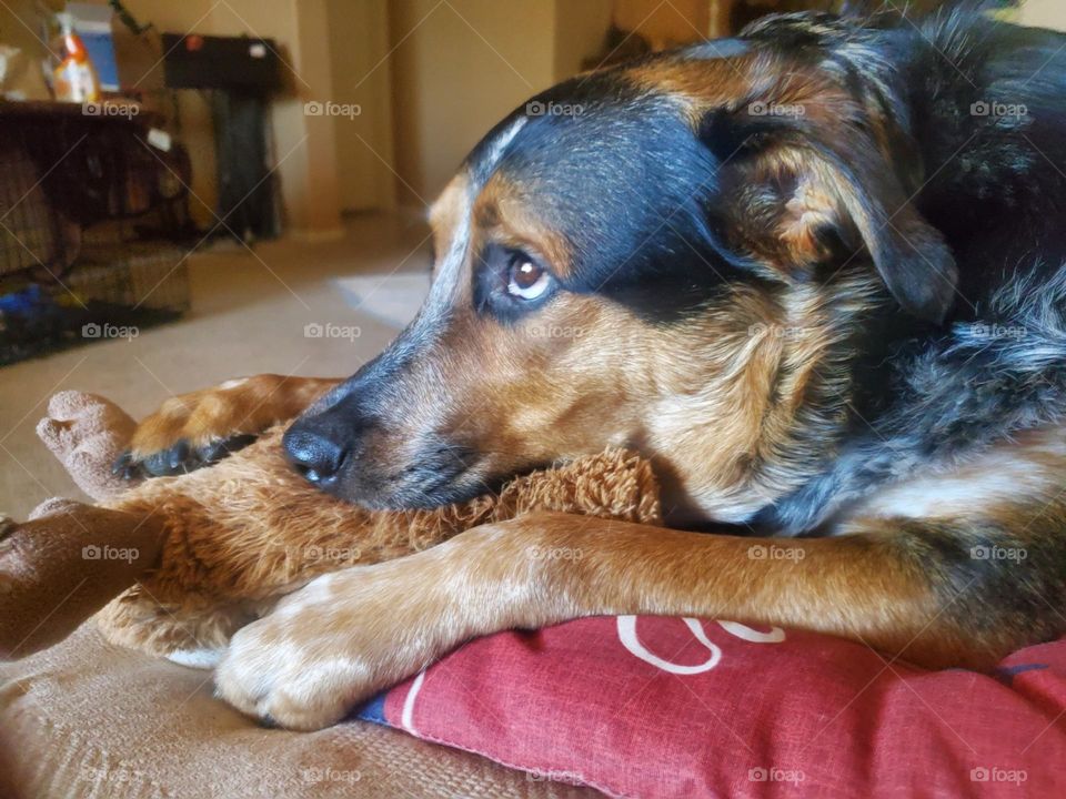 Sweet Brown Eyed Puppy Looking Up from Patriotic Pillow While Holding Toy Moose, Very Cute!