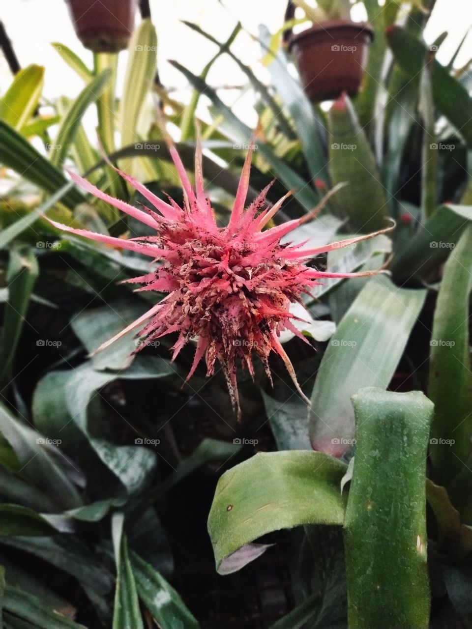 exotic succulent plant with red flower