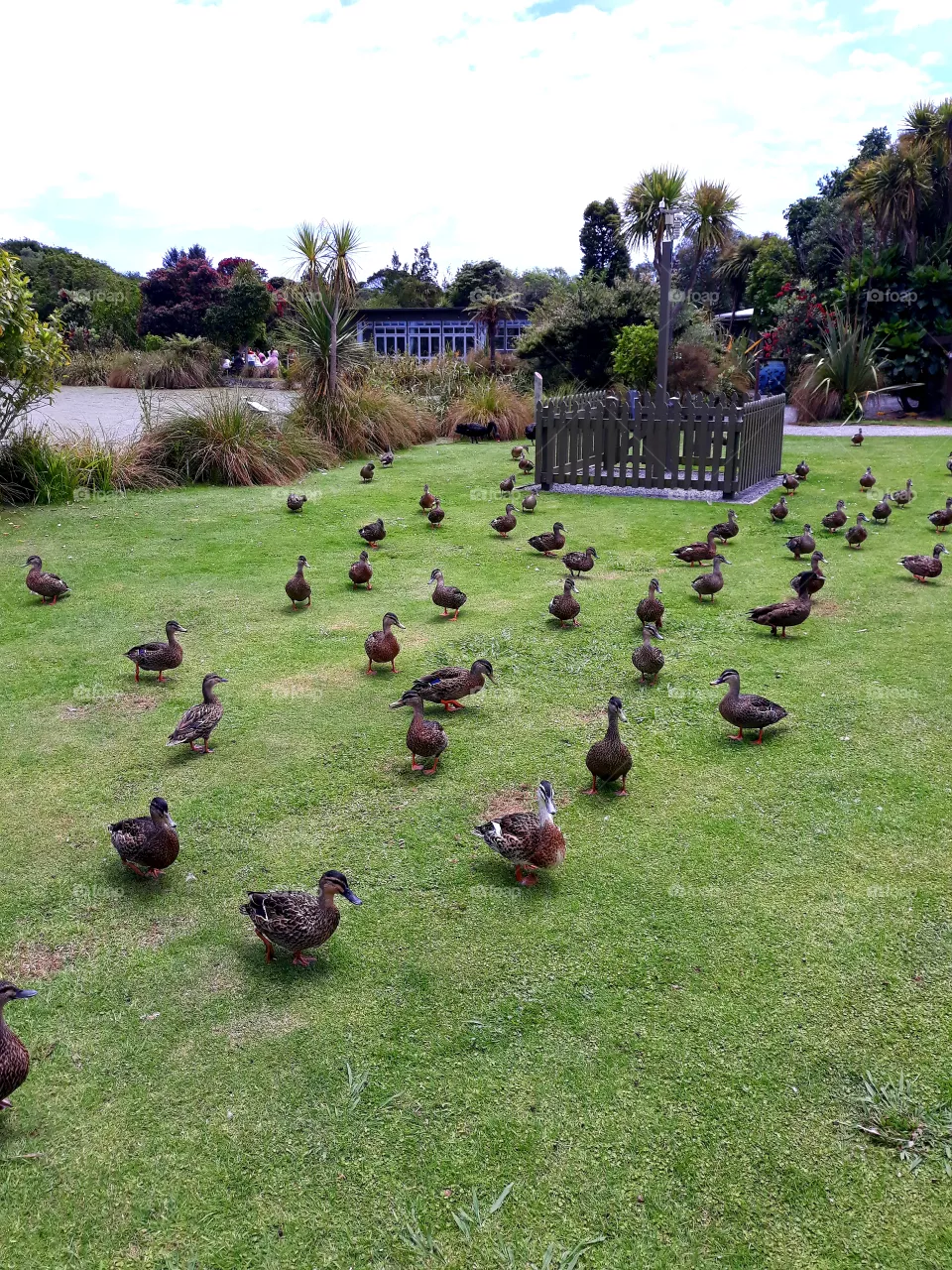 ducks