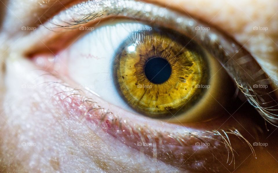 Close-up of human eyes