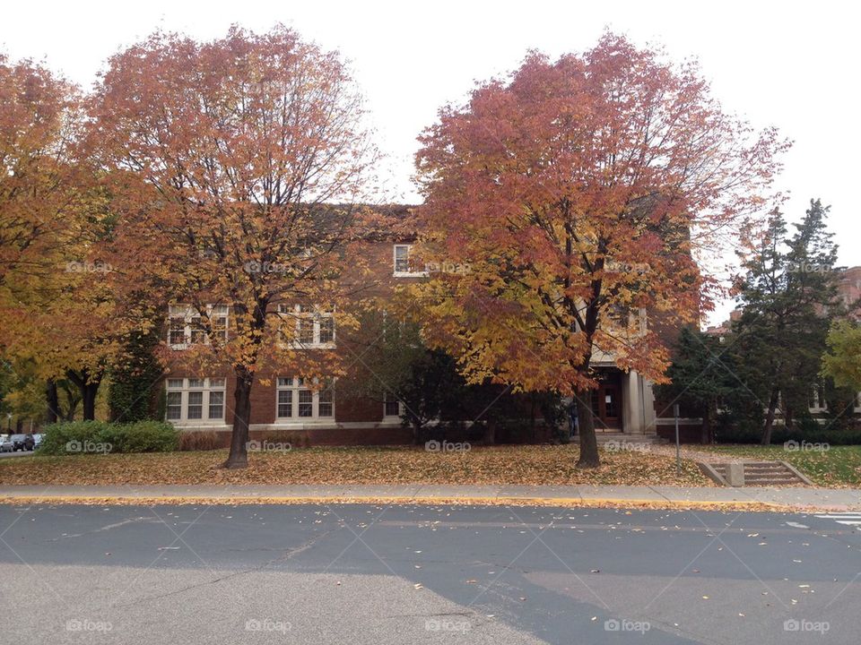 Campus in the fall