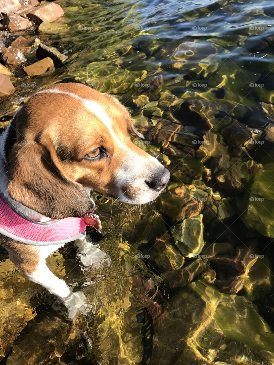 Lola at the lake 