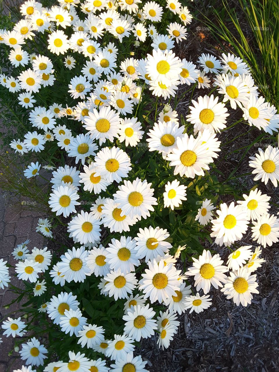 Flowers make everybody happy even if just admiring