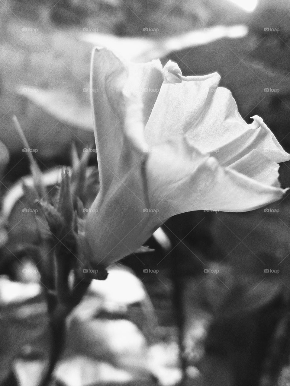 flor a blanco y negro.  Resume sencillez y calidez con belleza.