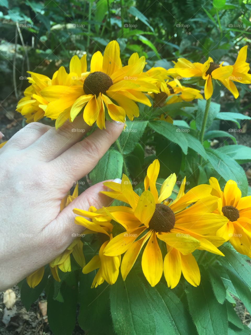 Flora, Nature, Flower, Summer, Leaf