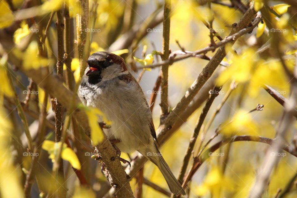 A sparrow at the yellow blooming tree