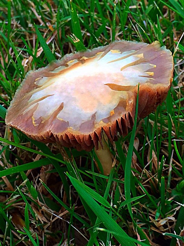 Beauty in the Wild