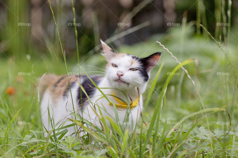 tricolor cat walks by itself