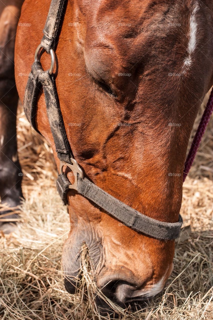 head stable no people nobody by przemekklos