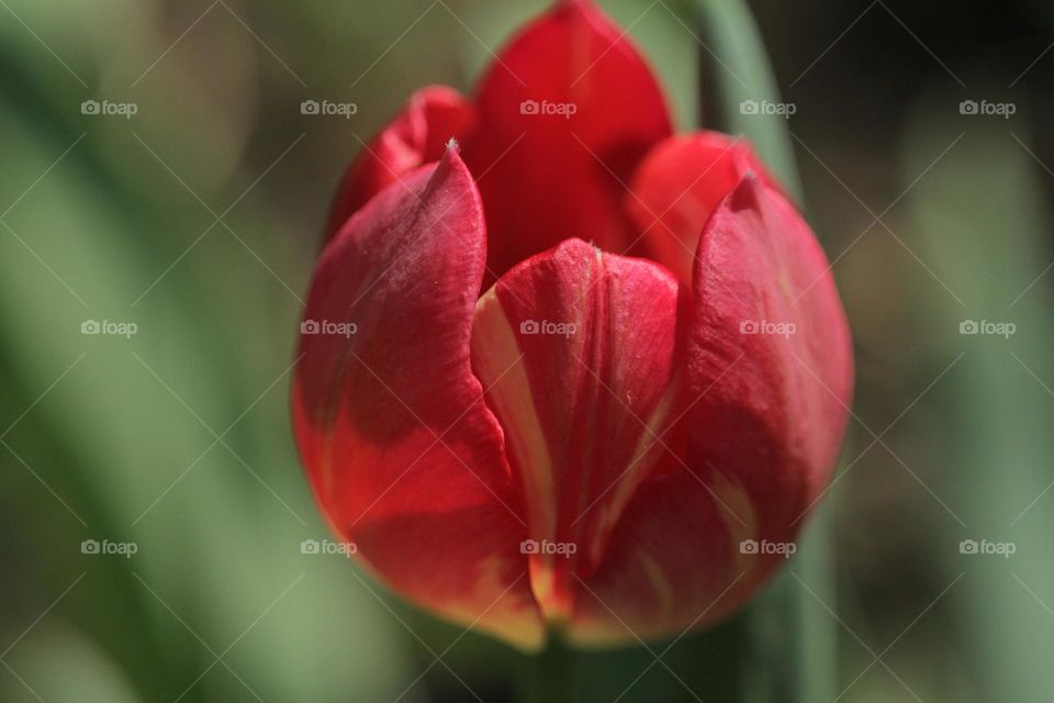 красный тюльпан