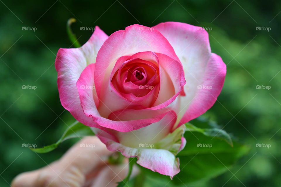 beautiful rose flower in the hand green background