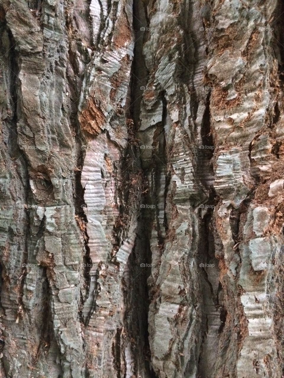 Detail of tree bark