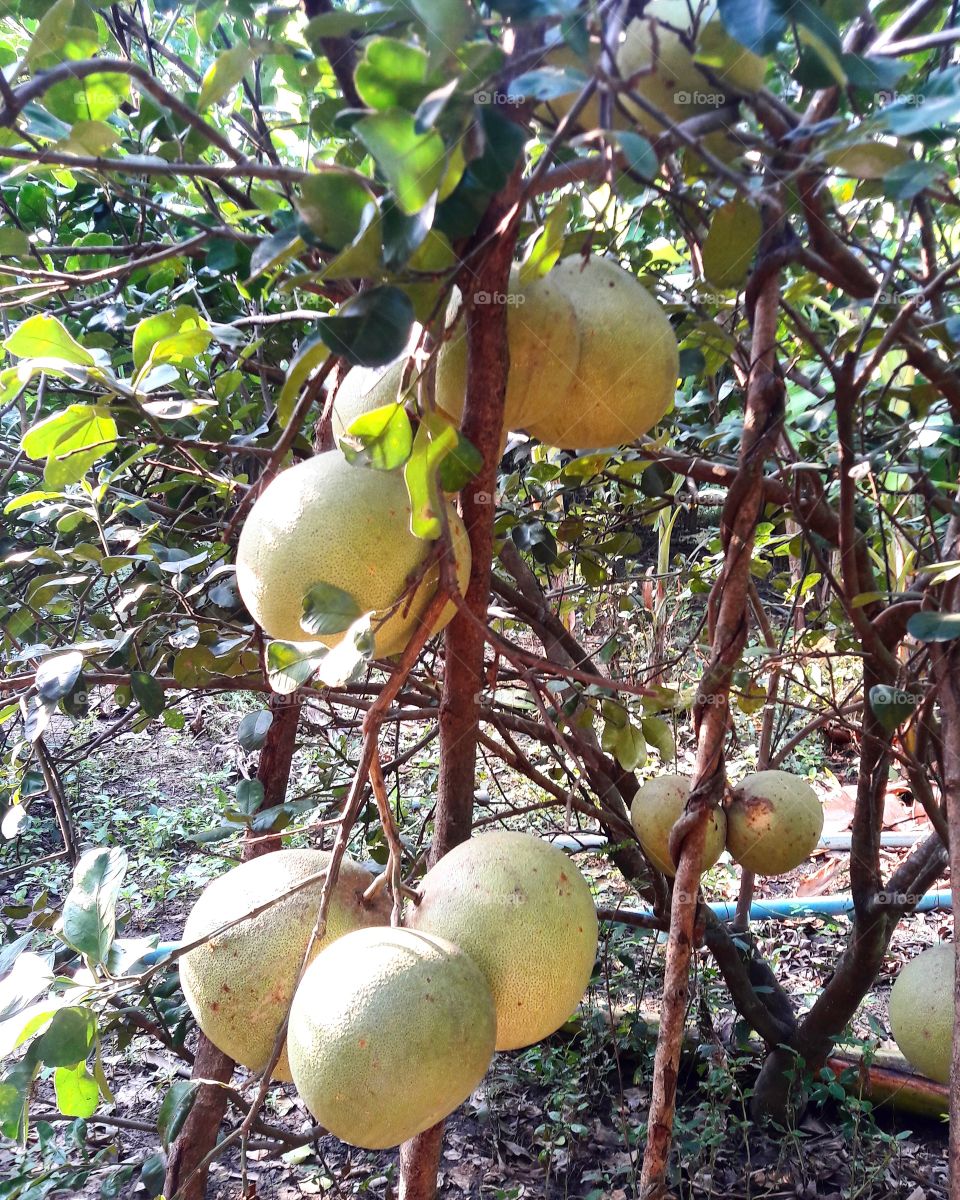 pomelo tree