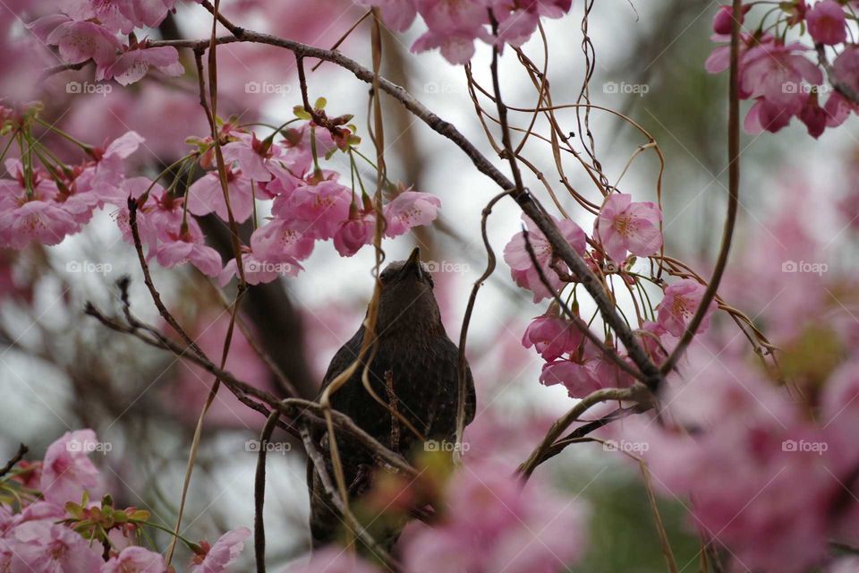cherryblossom with bird