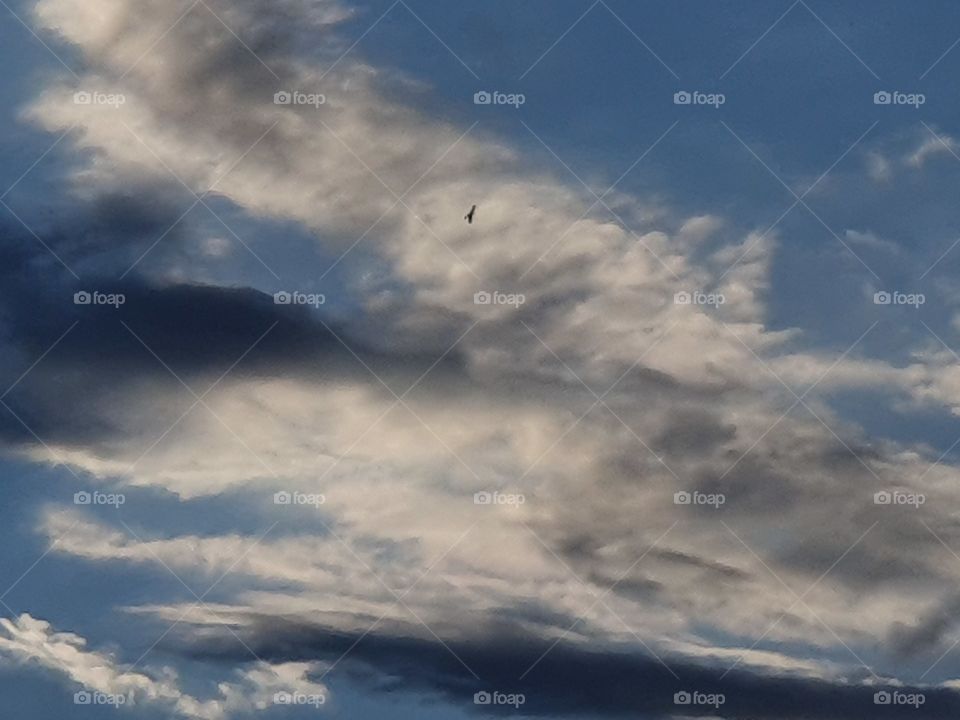 cloudy sky and the lonely bird