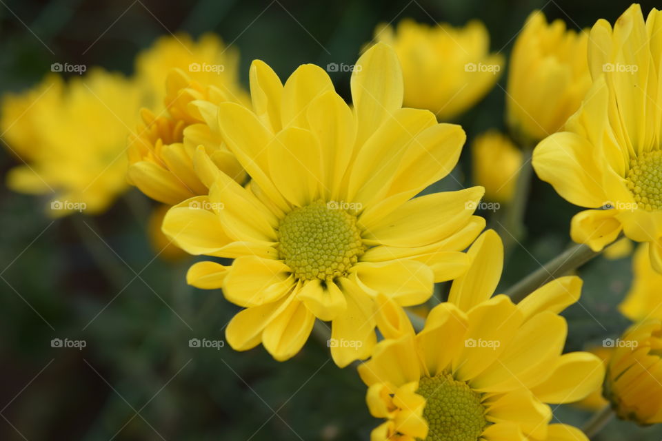 the yellow flower,  beautiful nature flower,  close up,  macro flower