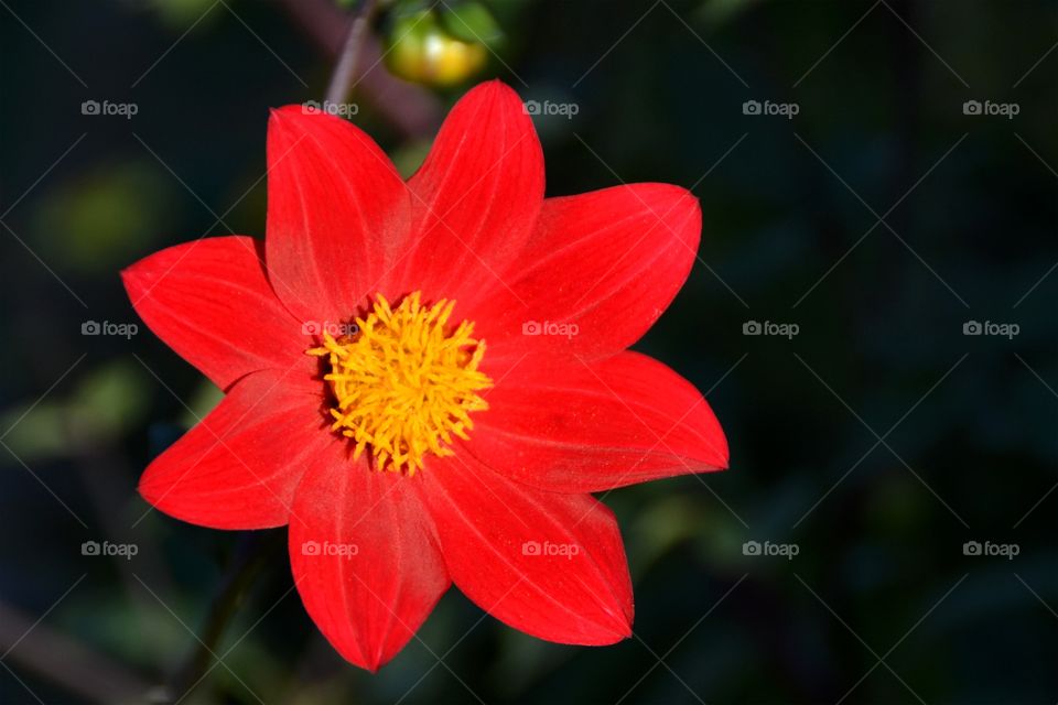 Closeup of a flower. Closeup of a red flower