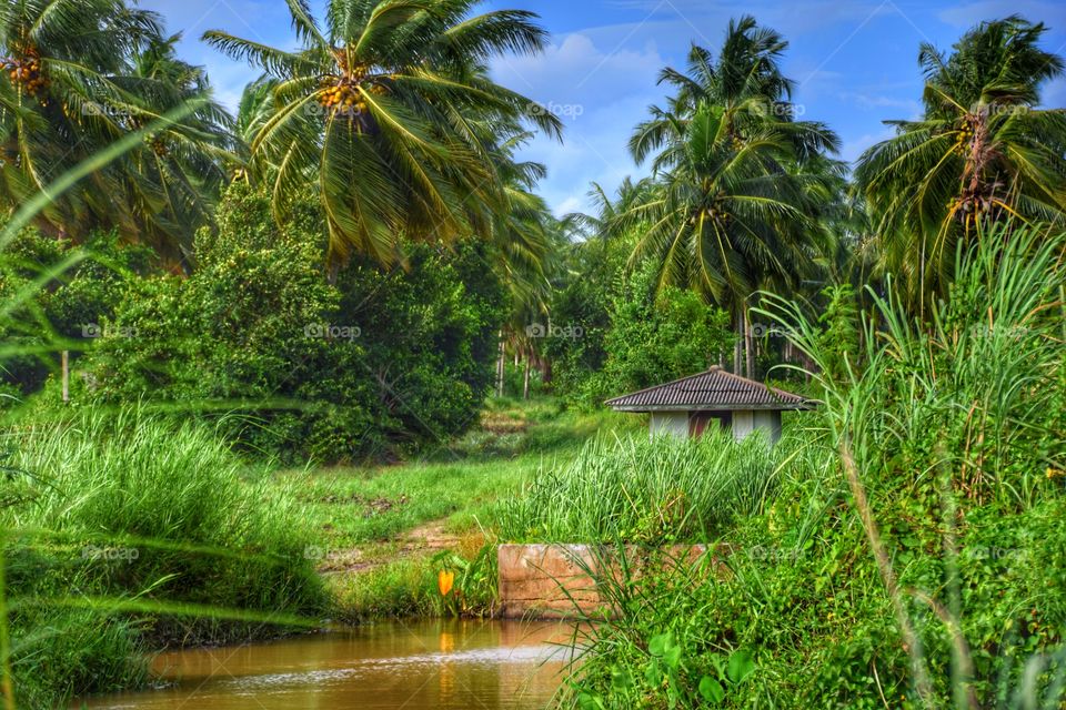 Suburban Coconut Farm. Suburban Coconut farm , Beautiful landscape.