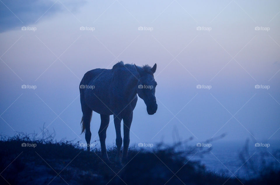 Horse silhouette in a purple sunset 