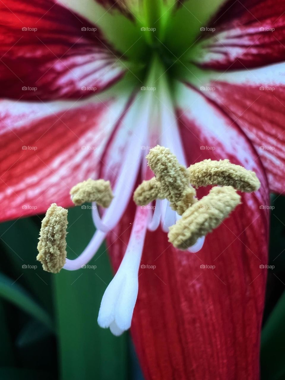 Amaryllis