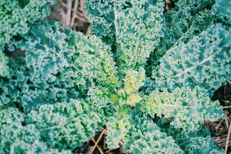 Green kale plant