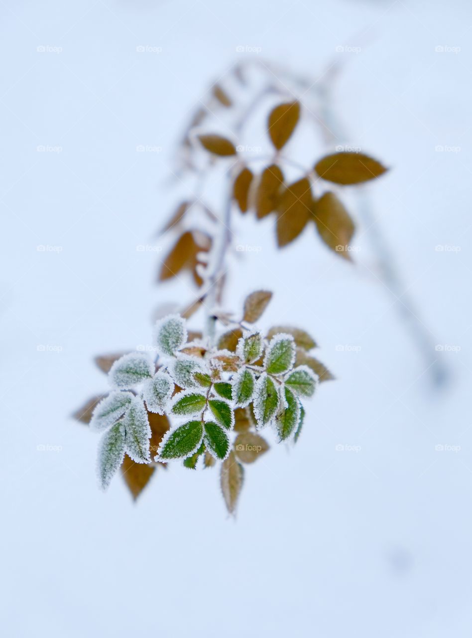Bended rose branch in the snow with it’s leaves covered in rime.