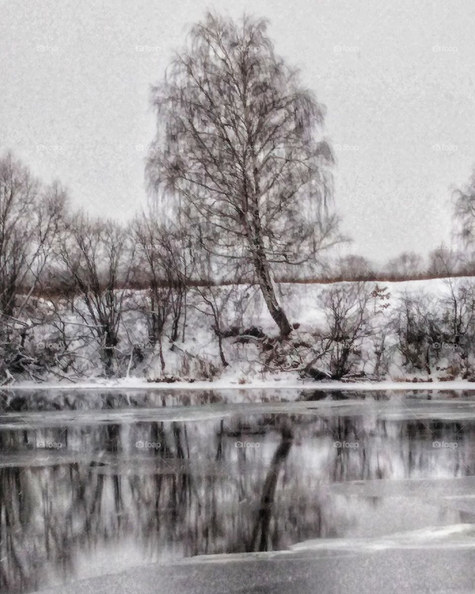 Birch reflected in a freezing river