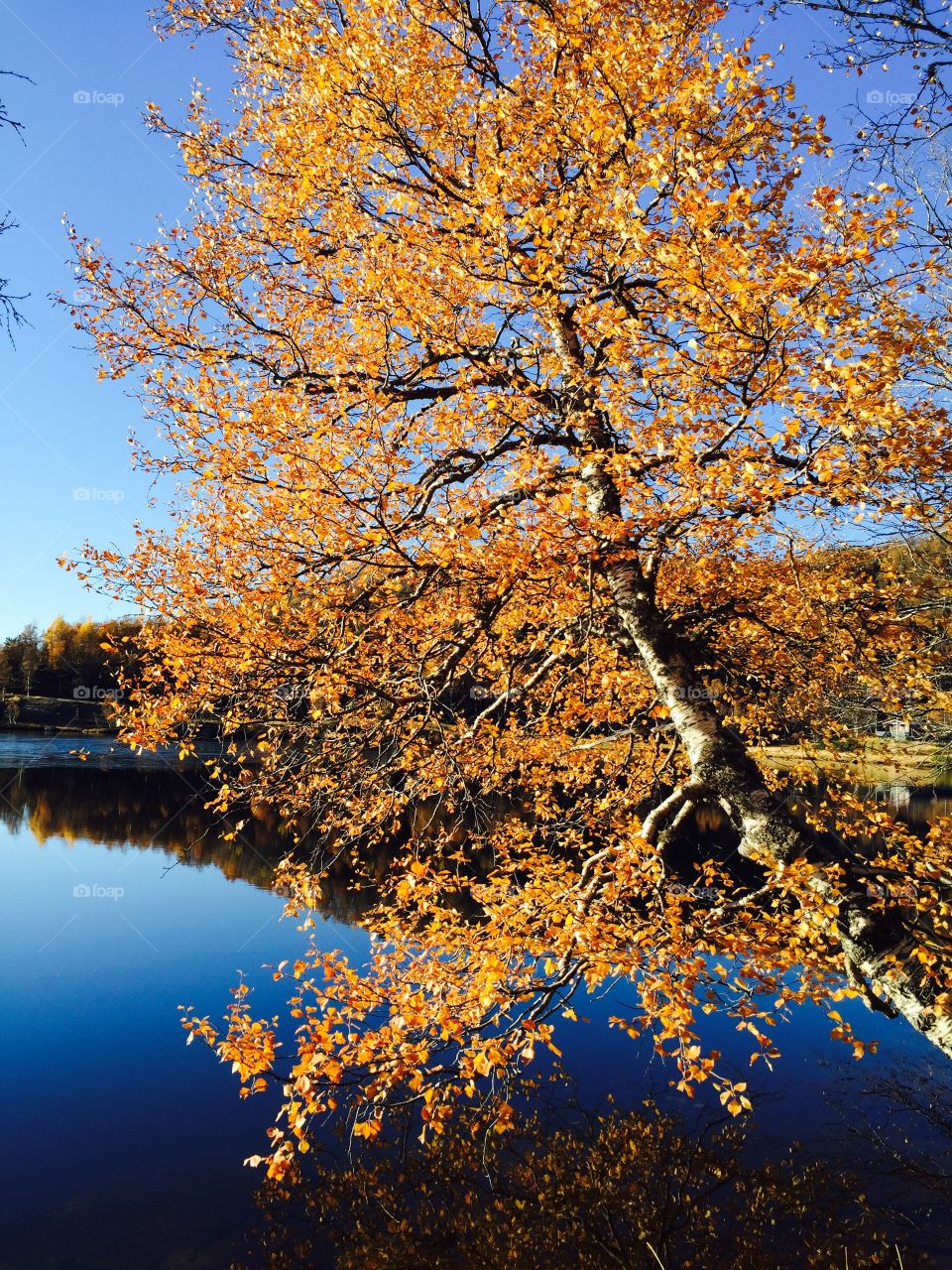 Autumn tree near lake