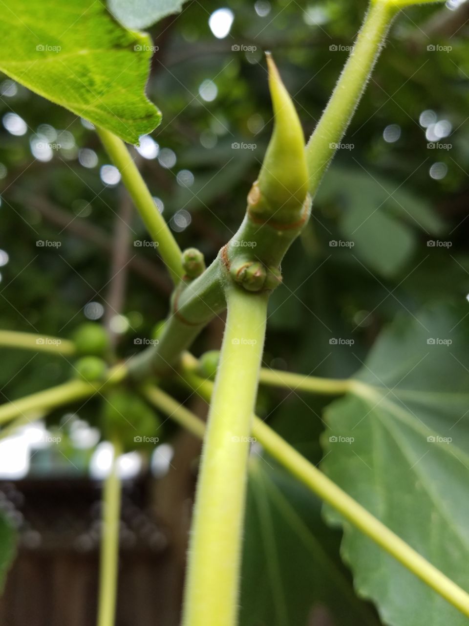 Newborn fig on a fig tree.