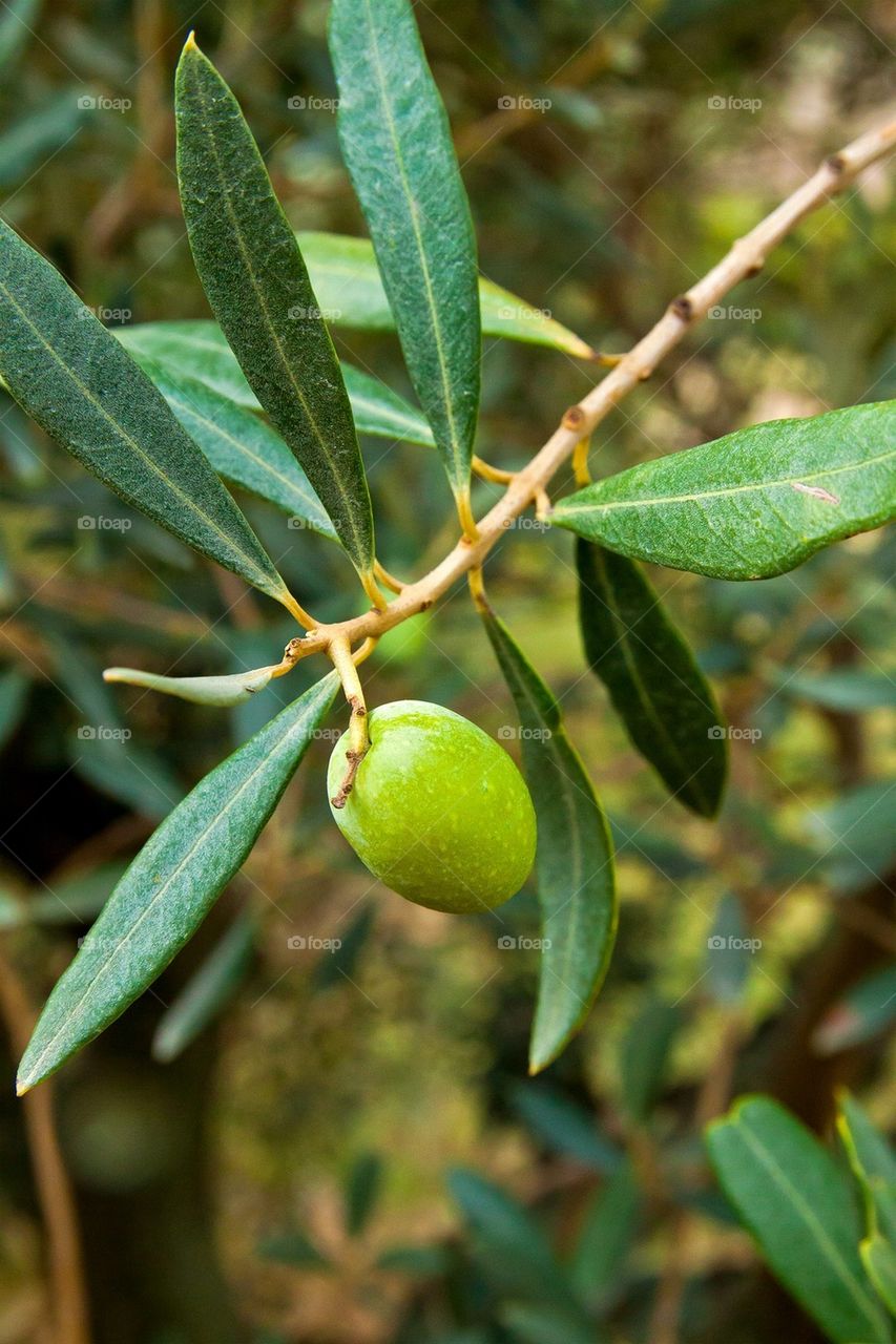 Green olive