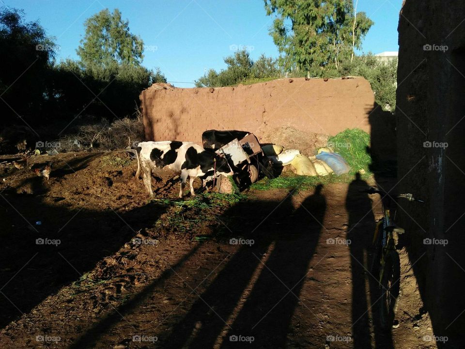 The cows in a field.