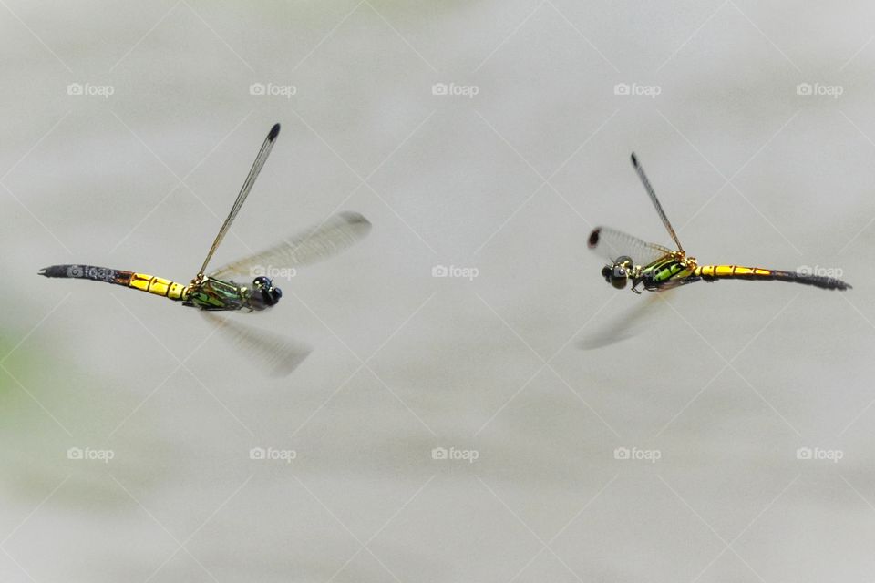 the dance of male River Heliodor (Libellago lineata)