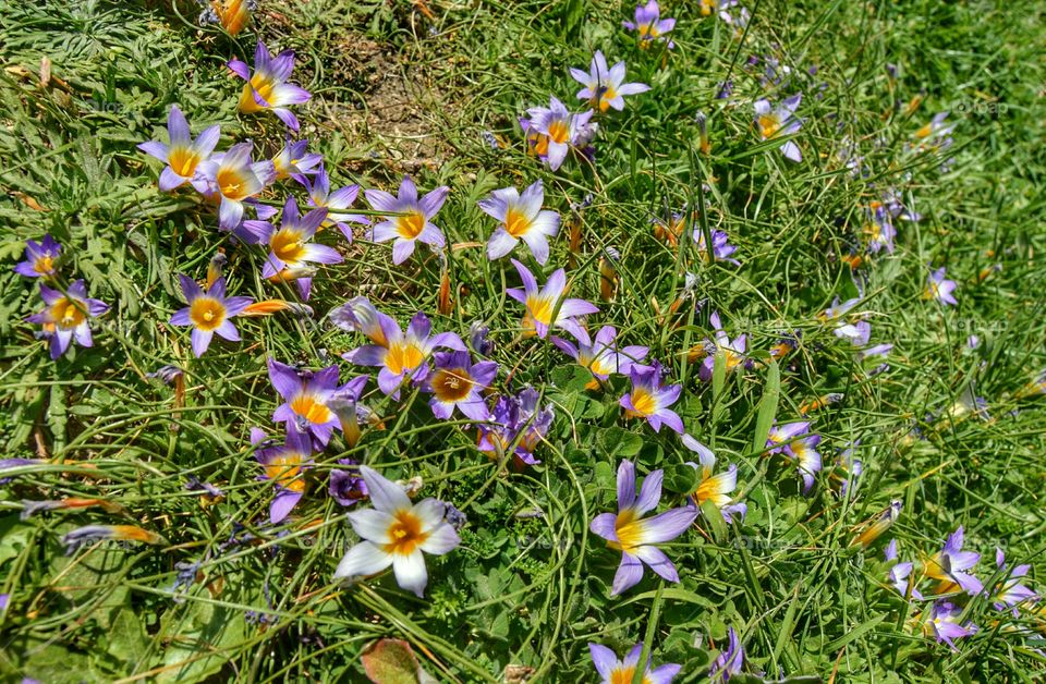 Wildflowers on the edge of a cliff. Wildflowers on the edge of a cliff at A Lanzada beach, Galicia