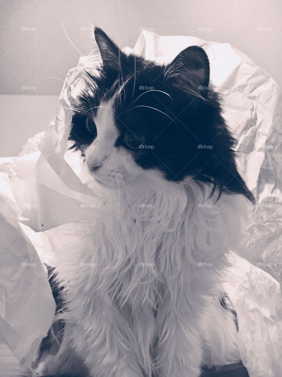 Tuxedo cat monochrone