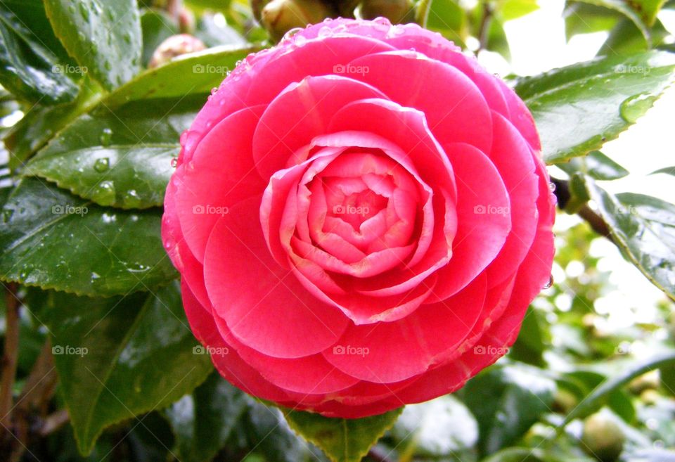 Closeup of a red flower