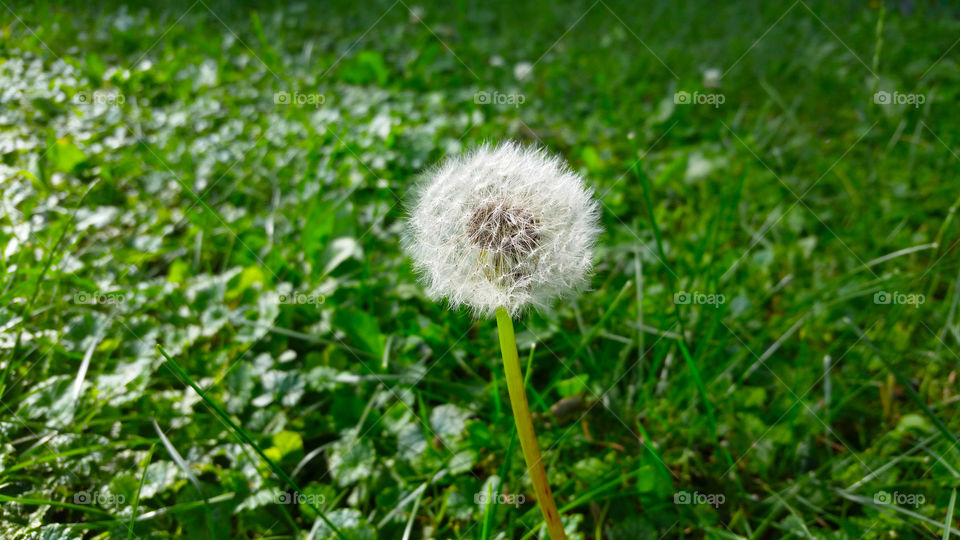 Dandelion ready to seed