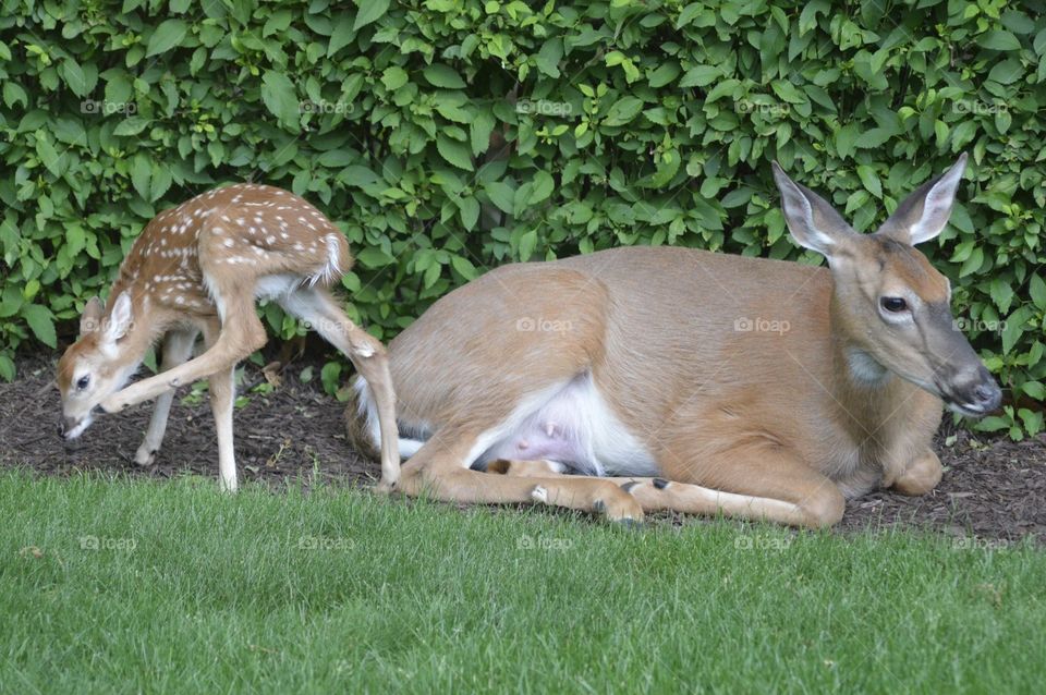 Doe and Fawn