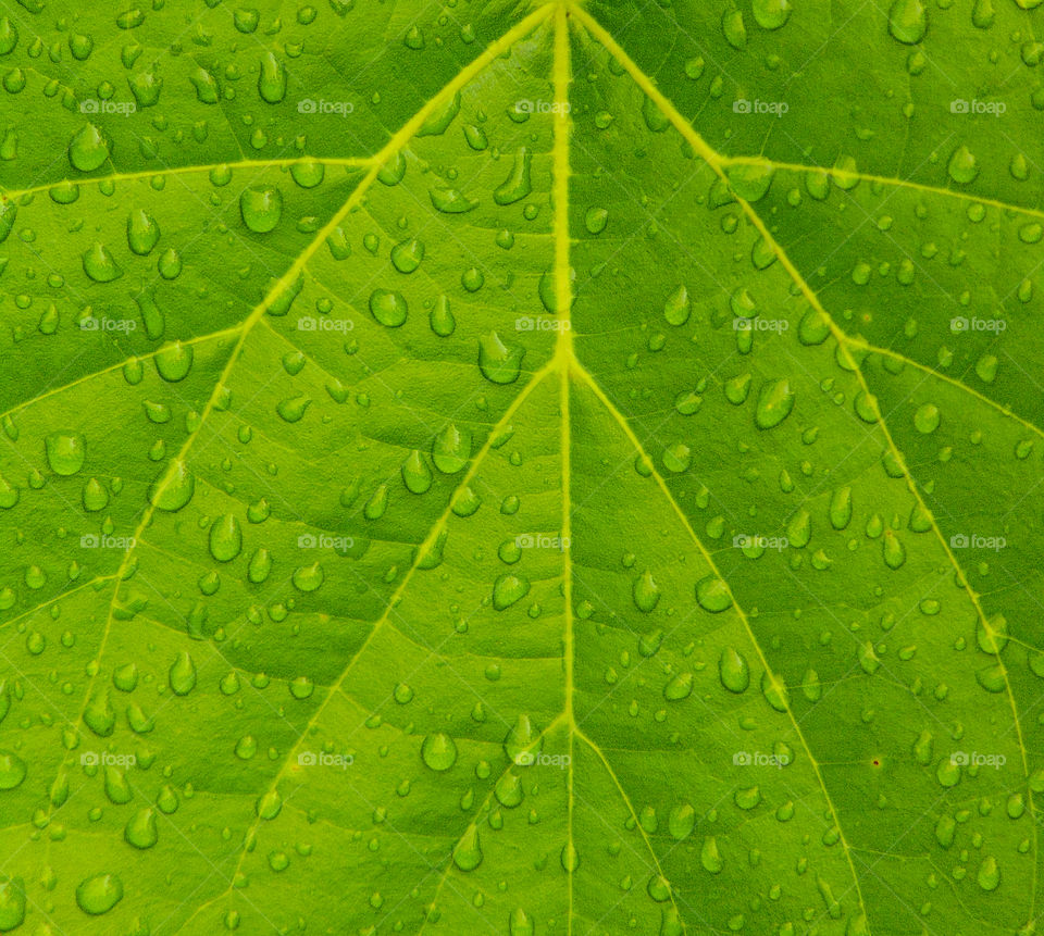 green leave with water drops