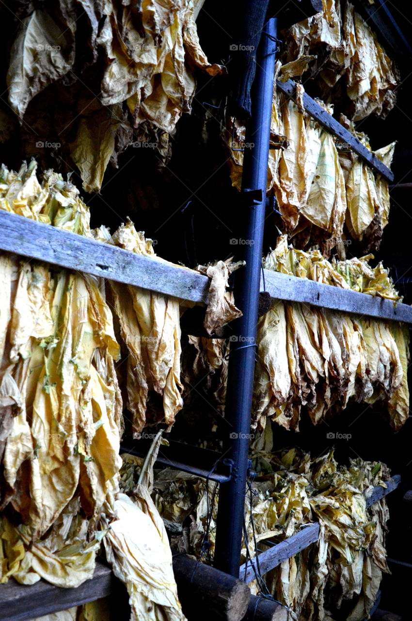 tabacco leaves in production time