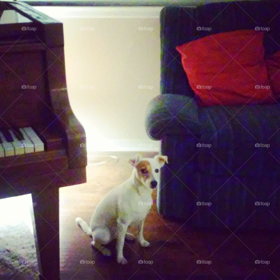 Protector of the Piano