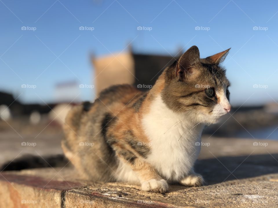 Cat