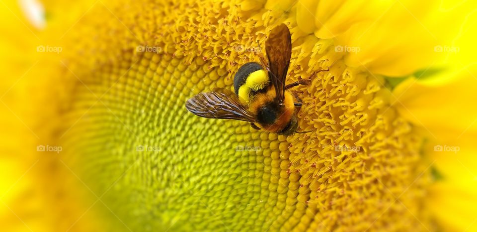 sunflower and bee.