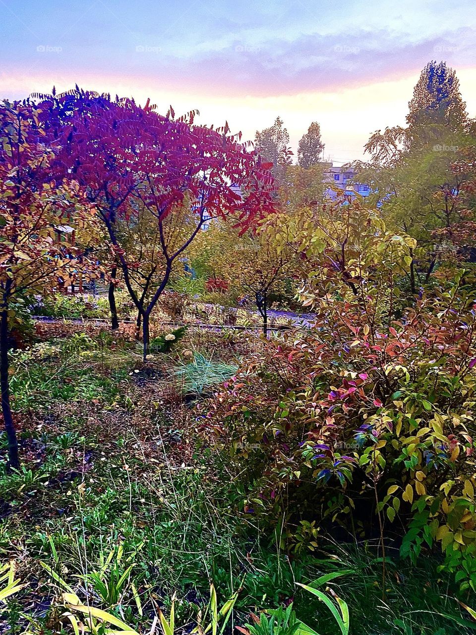 #trees #autumn
#grass #leaves
#polygarden #