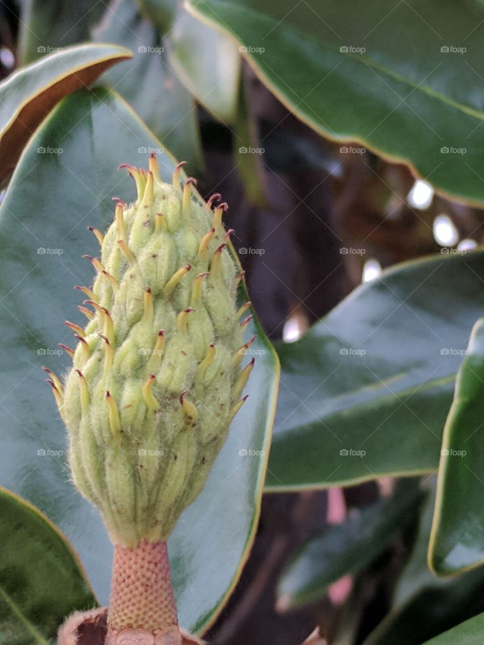 magnolia bud